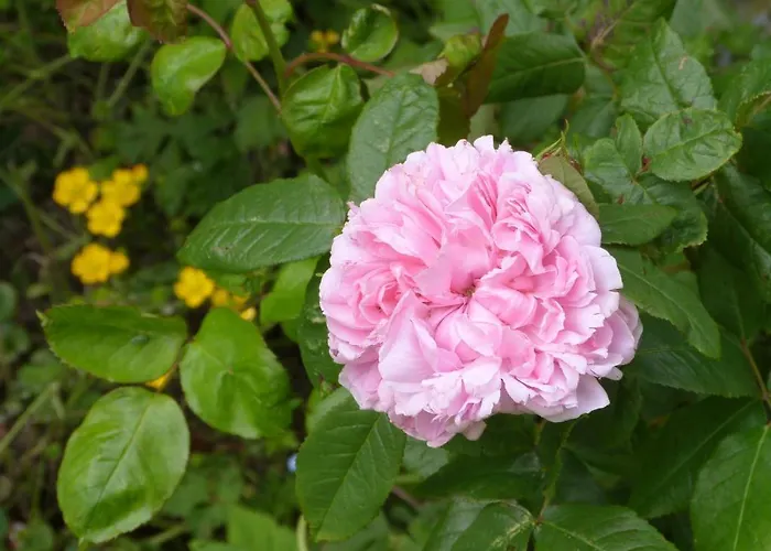 Bed and breakfast Bruce Castle 3*